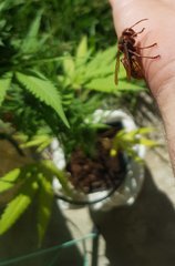 Og18 1
