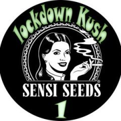 batch_pot lockdown kush1.jpg