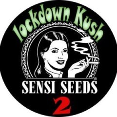 batch_pot lockdown kush2.jpg