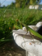 Mante verte 2.jpg
