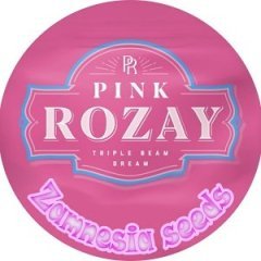 batch_pot pink rosay.jpg