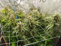 F+44