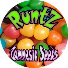 batch_Pot runtz.jpg