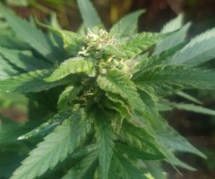 Og2 (2).jpg