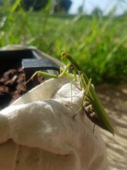 Mante verte