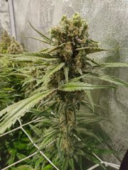 F+44