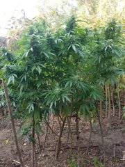 Og3 (4).jpg