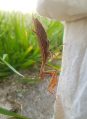 Mante brune 3.jpg