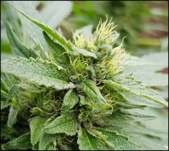Og3 (2) (1).jpg
