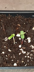 20200423_111423.jpg