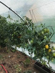 Citrus tomato, Toi ca va, ?  Ouai ca va.