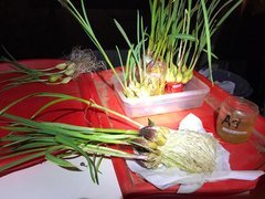 Ail blanc et rouge Germi + 55