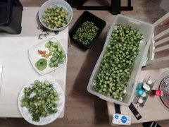 Bon bah, faisons de ces teenagers de vrais adultes ... 20 plants restants sur 24