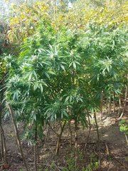 Og 3 (1).jpg