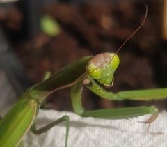 Mante verte 3