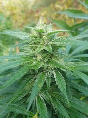 Og3 (2).jpg