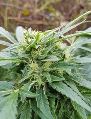 Og3 (1).jpg