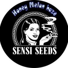batch_pot honey melon box.jpg