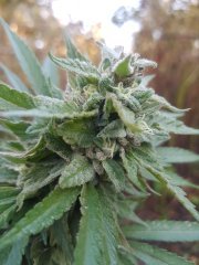 Og2 (1).jpg