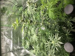 ABAFCDBC-7136-49C9-B9B4-D5714276EC69