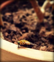 Bombyle