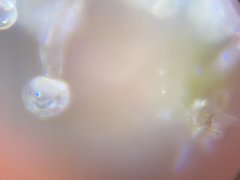 C87D977A-D008-4910-9331-4BDD437F22E9.jpeg
