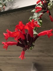 aeschynanthus rasta