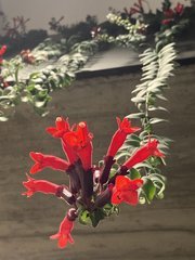 aeschynanthus rasta