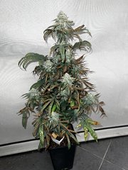 IMG_0164.JPG