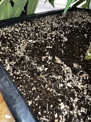 IMG_0165.JPG