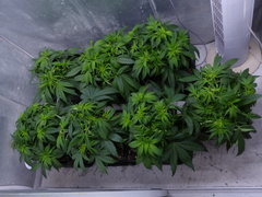 Shiva /Skunk  Mélange