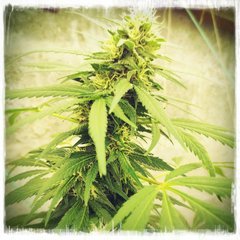 Og kush white label