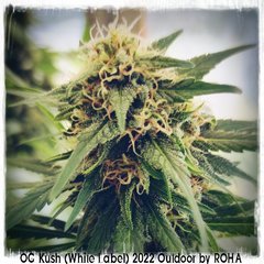 Og kush white label 2022 outdoor