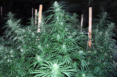 ananas funk outdoor 2022