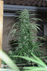 ananas funk outdoor 2022