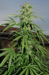 ananas funk outdoor 2022