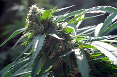 ananas funk outdoor 2022