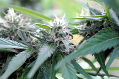 ananas funk outdoor 2022