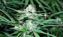 ananas funk outdoor 2022