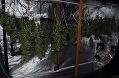 ananas funk outdoor 2022