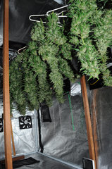 ananas funk outdoor 2022
