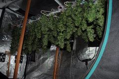 ananas funk outdoor 2022