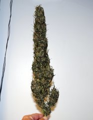 ananas funk outdoor 2022