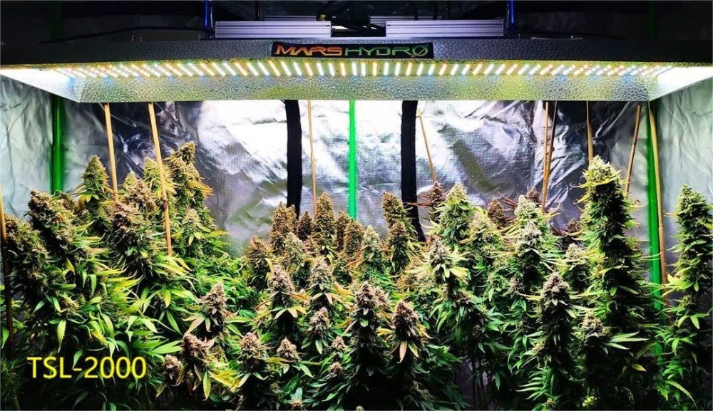 0520-Mars Hydro tsl2000's giving my girls some love.jpg