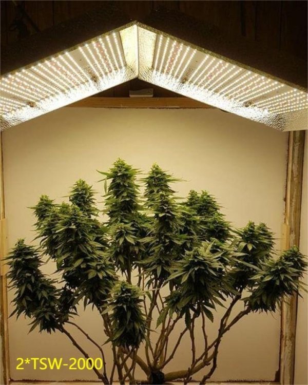 TSW2000-2x #TSW2000 look after one strain, the plant lady felt happy that she been 'overloved' always 💯💯💯.jpg