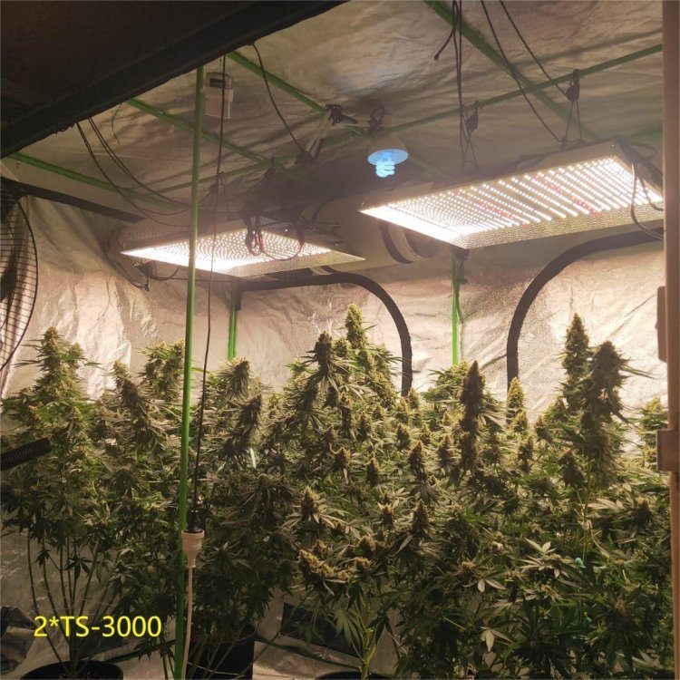 2xTS3000-FB@David Hicks-10% Uva-b light in the middle-Yielded 2.5 pounds dry-7 plants stretch was abut crazy.jpg