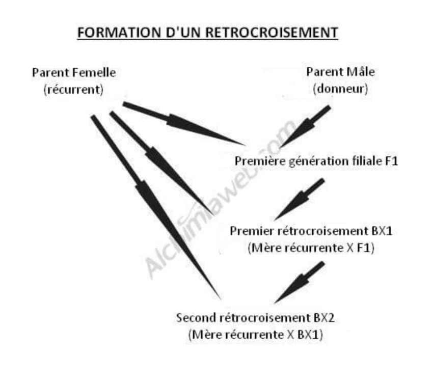 972182528_Capturedecran2022-11-14a07_23_55.thumb.png.f7eee910f48a5a0a8c6a6a78997ae553.png