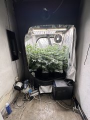 Gelato scrog 3 plant week 5
