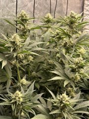 Gelato scrog 3 plant week 5