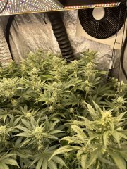 Gelato scrog 3 plant week 5